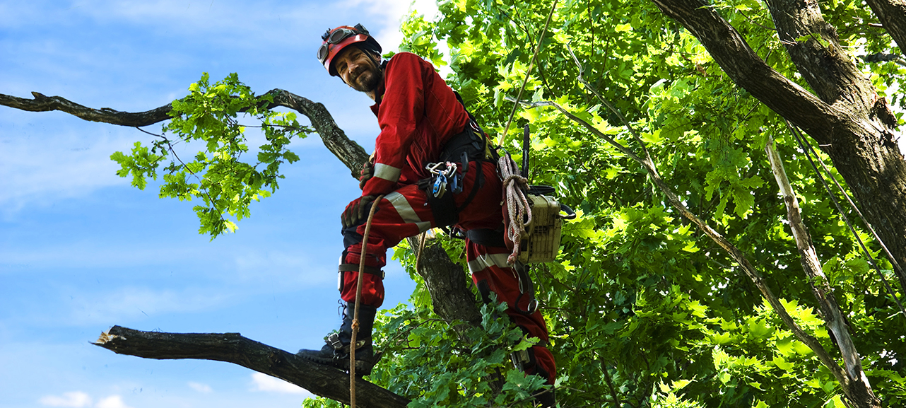 Jobsuche - Mann auf Baum